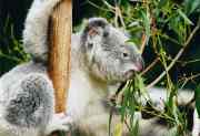 Koala  Thumbnail